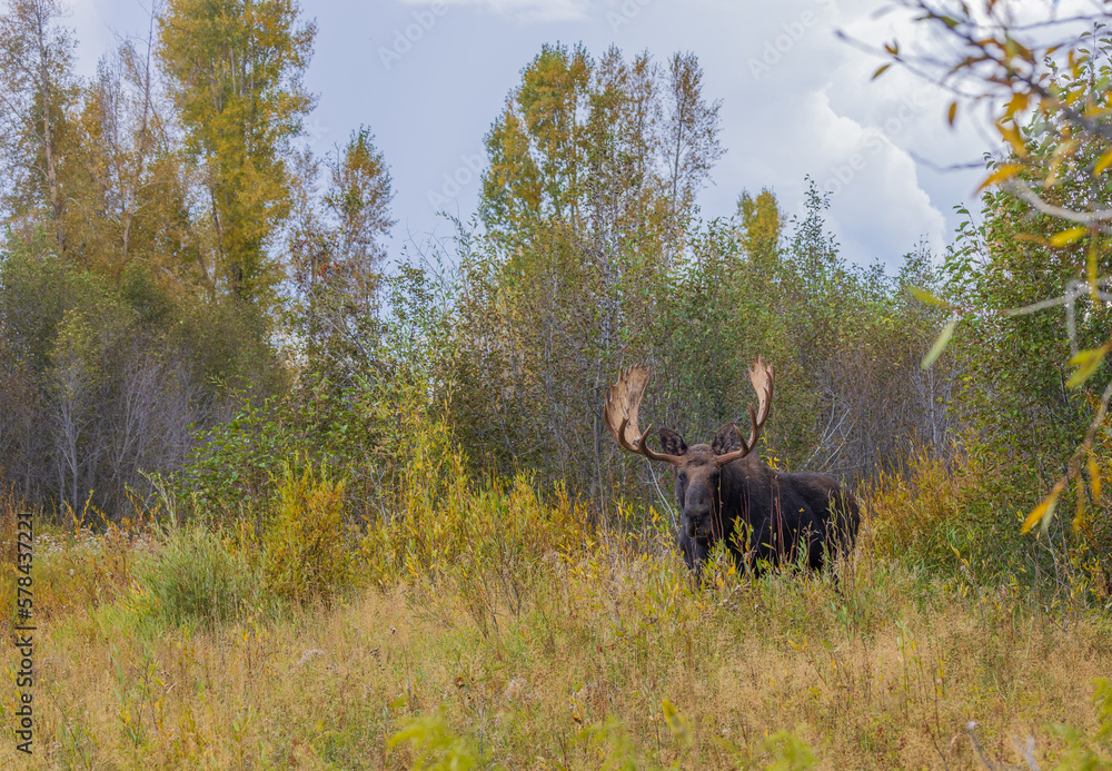 Bull Moose During the Rut in Wyoming in Autumn Bull Moose During the Rut in Wyoming in Autumn