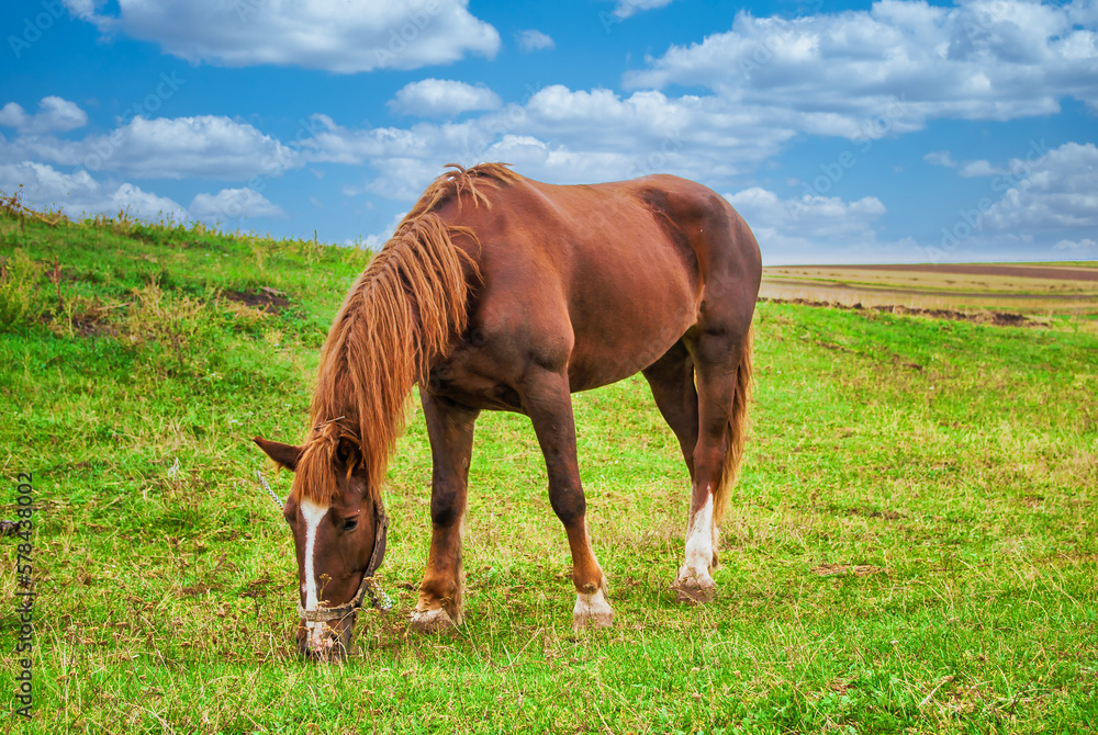 Brown horse grazing on a green meadow