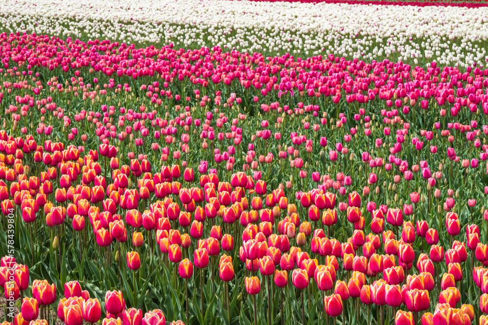 Red tulips in a field near Egmond aan Zee/NL on a sunny spring day