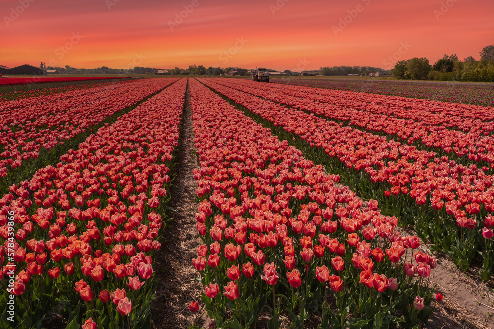 Red tulip field at Egmond aan Zee/NL at sunset