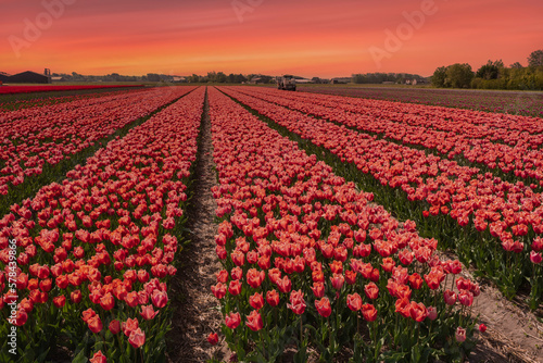 Red tulip field at Egmond aan Zee/NL at sunset