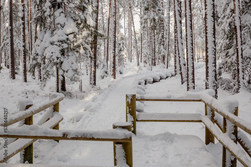 Nature trail in forest with a lot of snow in Kangari in March in Latvia