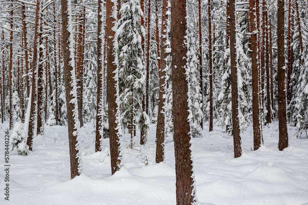 Snowy forest scene in Kangari nature park in Latvia Snowy forest scene in Kangari nature park in Latvia