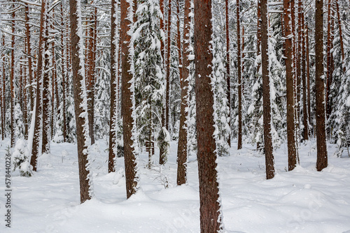 Snowy forest scene in Kangari nature park in Latvia