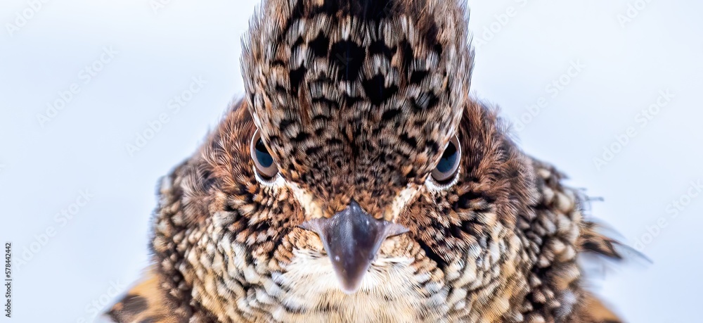 Close up view of the face of a male ruffed grouse (Bonasa umbellus) against a plain snow background