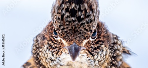 Canvas-taulu Close up view of the face of a male ruffed grouse (Bonasa umbellus) against a pl