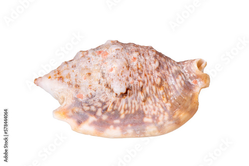 isolated shell of mussel over transparent background