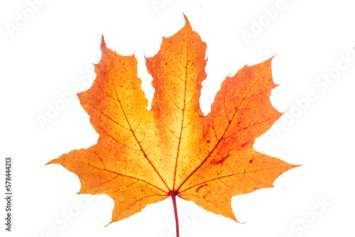 isolated leaf of maple tree over transparent background