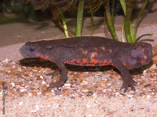 Closeup on a colorful male Japanese fire-bellied newt, Cynops pyrrhogaster tailfanning to a female