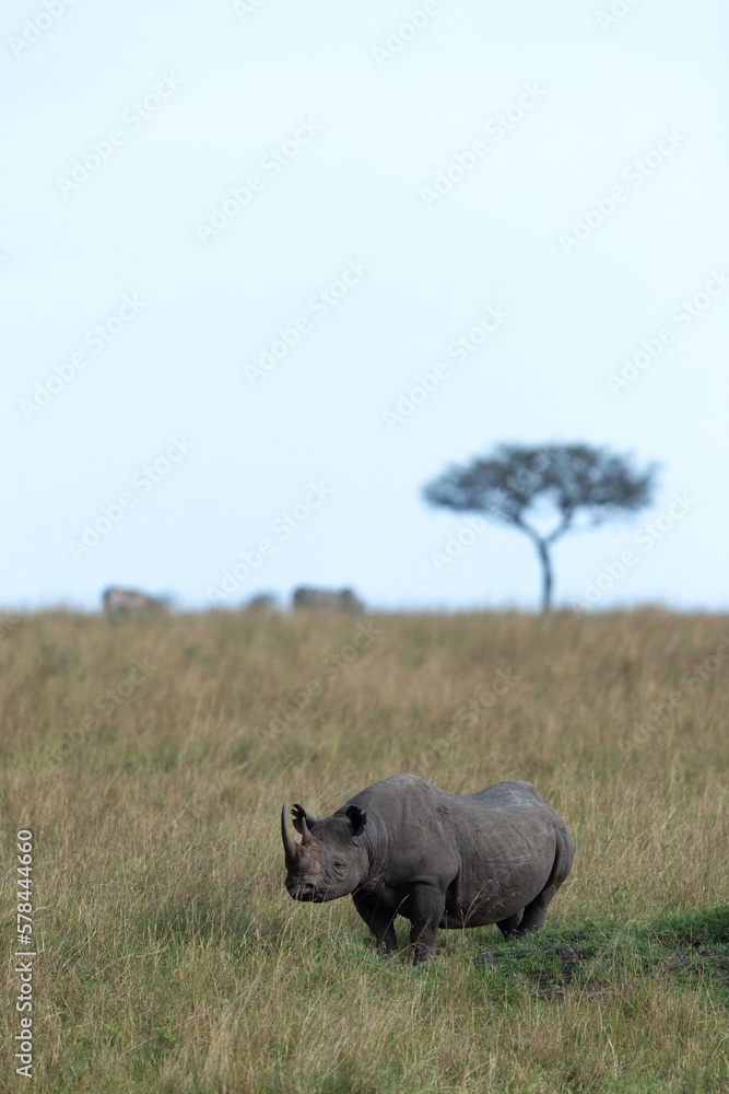 A black rhinoceros in grassland of Savannah, Masai Mara, Kenya A black rhinoceros in grassland of Savannah, Masai Mara, Kenya