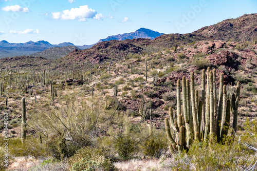 desert landscape with cacti near Tucson, Arizona