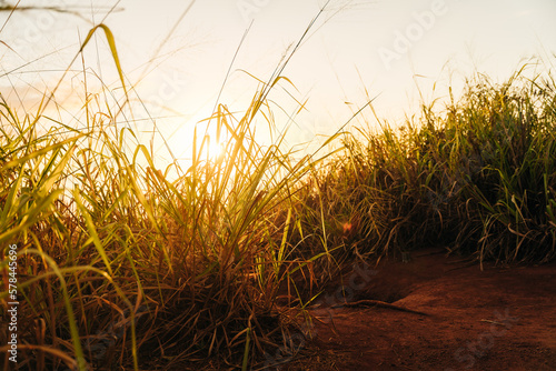 landscape fantastic sunset on the wheat field grass glare, hawaii, kauai