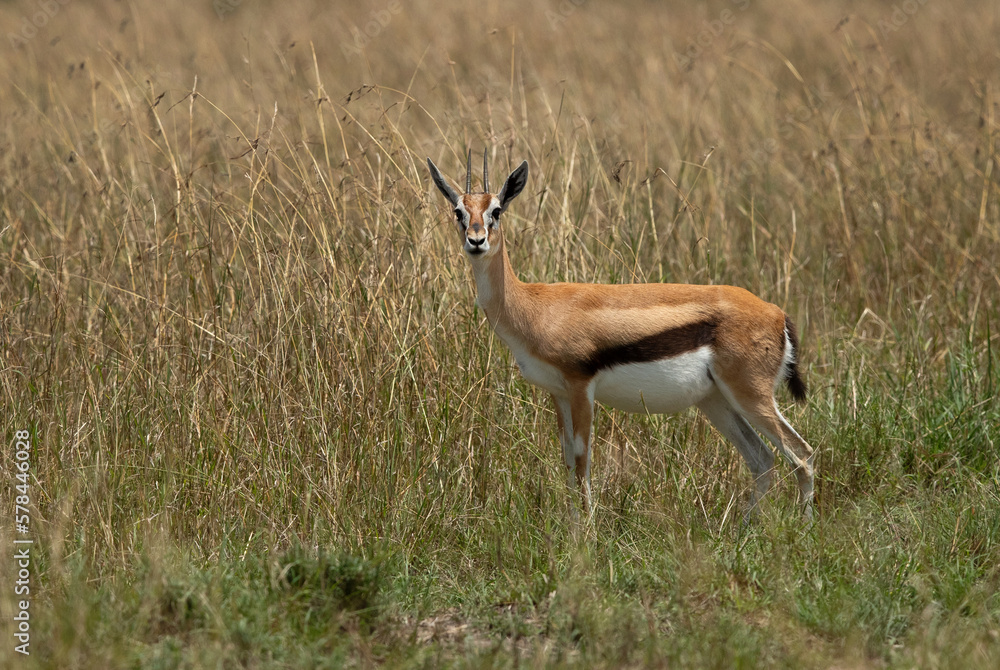 Portrait of a Thomson's Gazelle in the savannah grassland, Masai mara, Kenya Portrait of a Thomson's Gazelle in the savannah grassland, Masai mara, Kenya