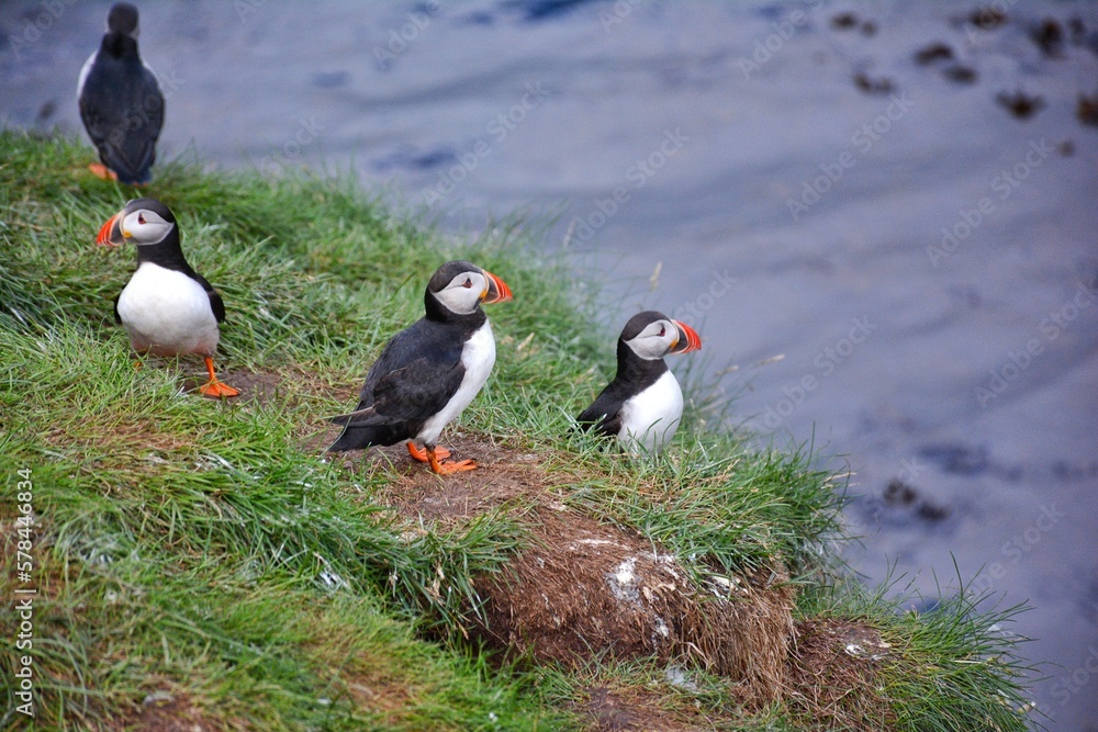 Fototapeta premium Borgarfjordur Eystri, home to a large puffin colony in Iceland