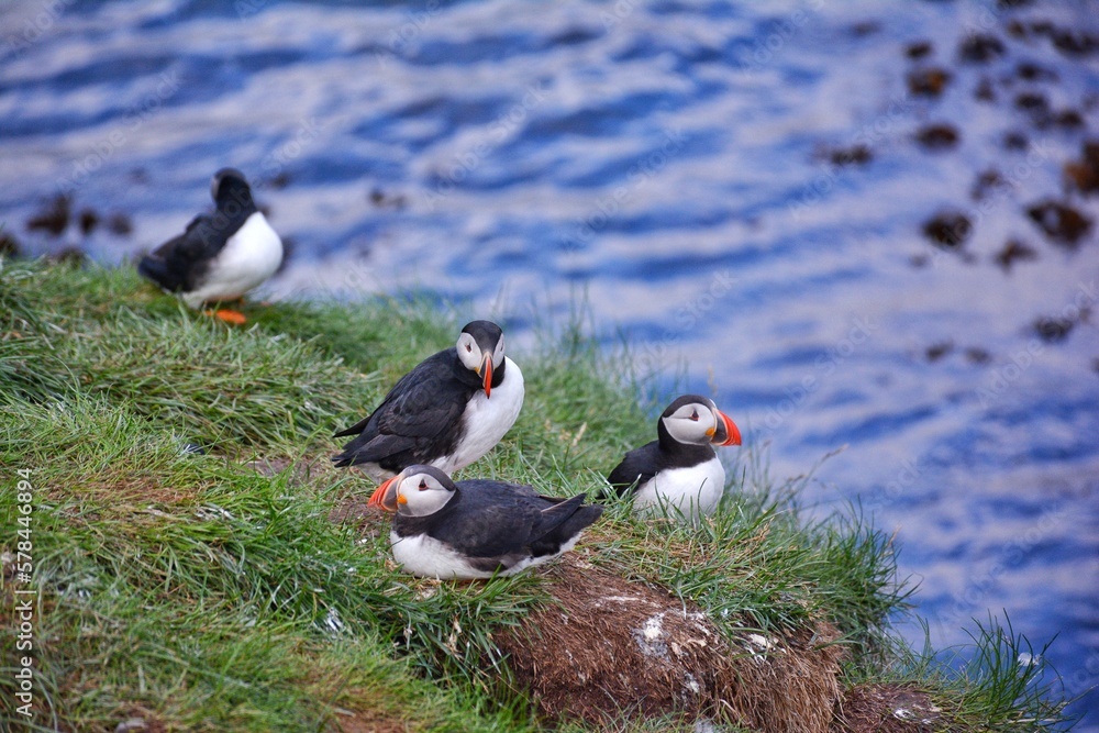 Borgarfjordur Eystri, home to a large puffin colony in Iceland Borgarfjordur Eystri, home to a large puffin colony in Iceland