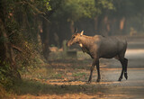 Blue bull at Keoladeo Ghana National Park, Bharatpur, India