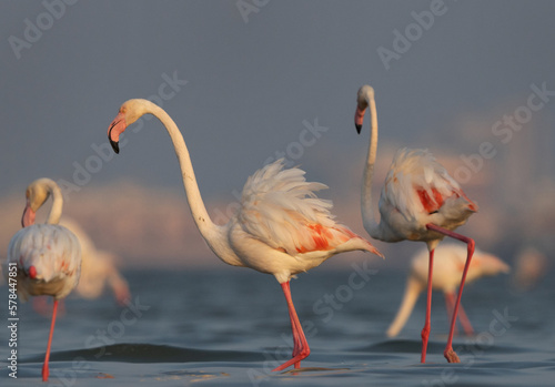 Closeup of Greater Flamingos in the early morning hours at Eker creek, Bahrain