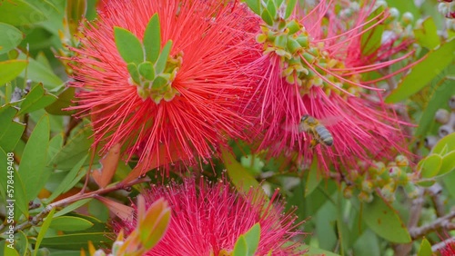 Close up: yellow bee is flying and collecting pollen from red callistemon flower in slow motion - macro view. Flowers pollination, blooming and summer time concept