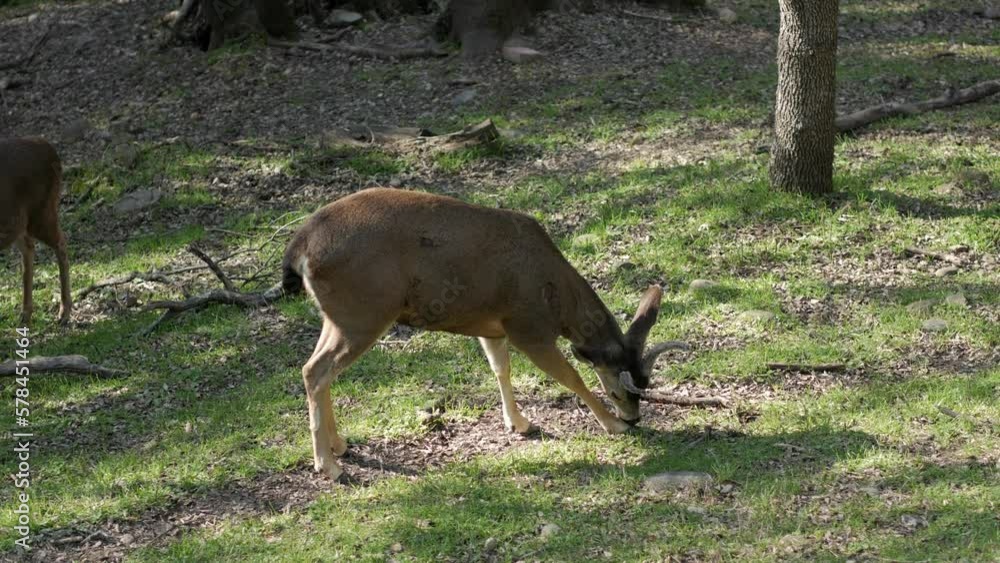 Young buck deer with horns eating grass in an oak tree grove Young buck deer with horns eating grass in an oak tree grove