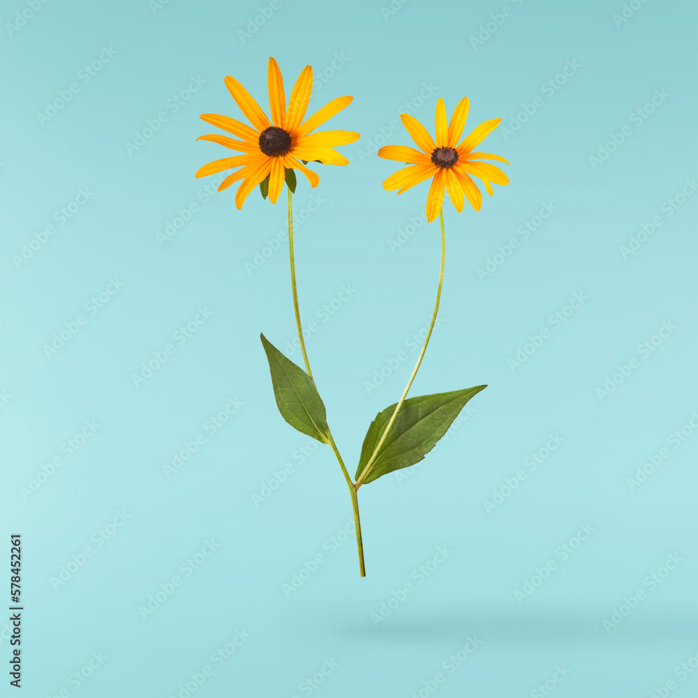Fototapeta premium Beautiful yellow rudbeckia flower