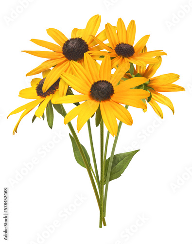 Beautiful yellow rudbeckia flower