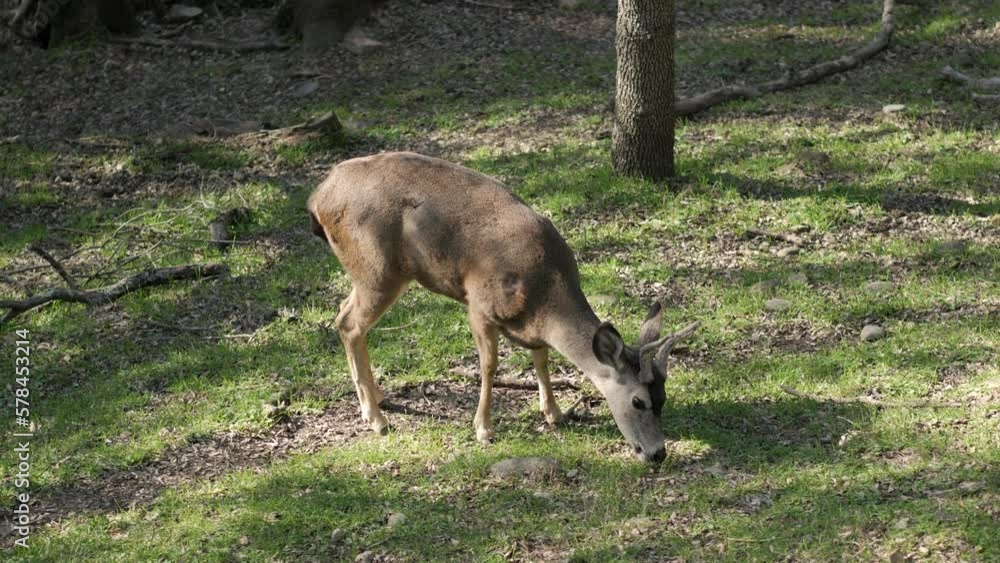 Young buck deer with horns eating grass in an oak tree grove Young buck deer with horns eating grass in an oak tree grove