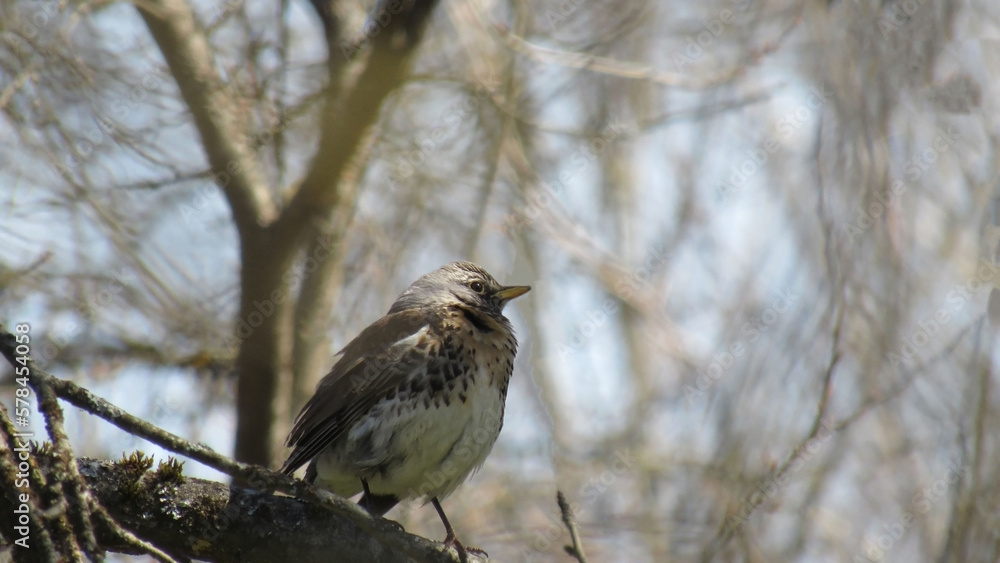 A grey thrush sitting on a branch A grey thrush sitting on a branch