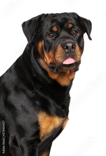 Portrait of a Rottweiler dog on a white background