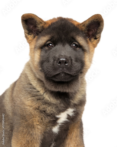 Portrait of an American Akita puppy