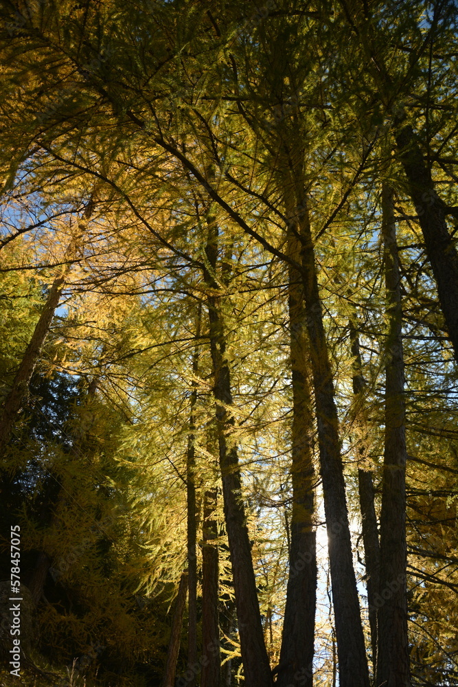Hohe Herbstbäume im Sonnenlicht, Herbstwald mit Lärchen in  Gold- Orange und Grüntönen