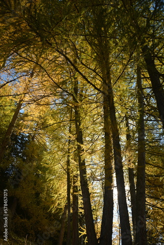 Hohe Herbstbäume im Sonnenlicht, Herbstwald mit Lärchen in  Gold- Orange und Grüntönen