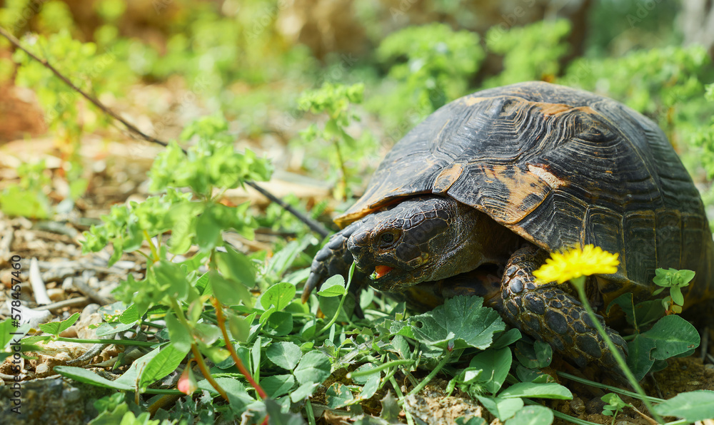 Obraz premium Turtle eats grass on the lawn, next to blooming dandelion, spring on the Aegean coast, wild animals in the ecosystem of cities
