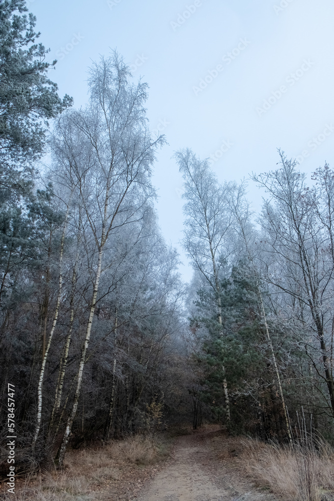 Forest after a heavy snowfall. Winter ponamramny landscape. Morning in the winter forest with freshly fallen snow. High quality photo Forest after a heavy snowfall. Winter ponamramny landscape. Morning in the winter forest with freshly fallen snow. High quality photo