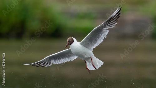 Black headed gull  Chroicocephalus ridibundus