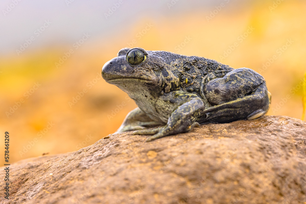 Eastern spadefoot toad in natural habitat Eastern spadefoot toad in natural habitat