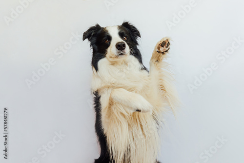 Funny emotional dog. Cute puppy dog border collie with funny face waving paw isolated on white background. Cute pet dog, cute pose. Dog raise paw up. Pet animal life concept.