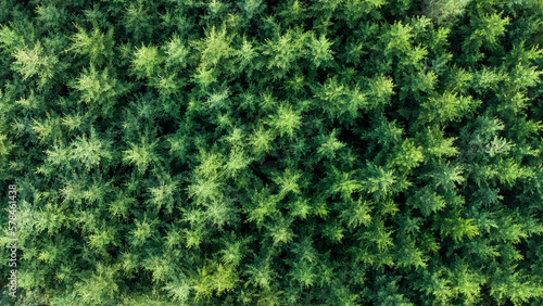 Forêt de sapins avec le fond couvert de cime d'arbres. Couleurs vives et d'un ton verdâtre à l'été.  © Nicolaspetitfrère