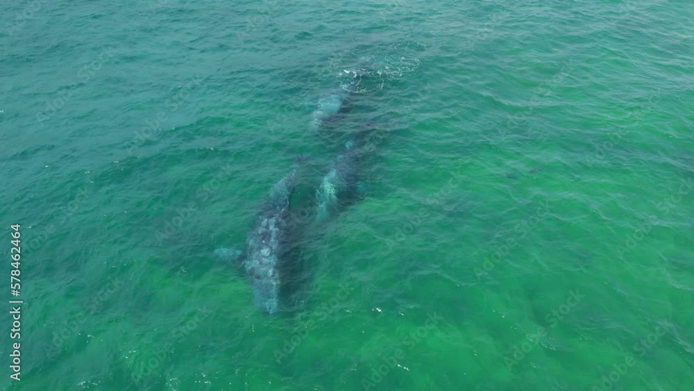 Gray Whale Family insummer water nature breathing migration. Top down aerial view Gray Whale blows fountain water up and create rainbow. Beautiful endangered Grey whale diving down in deep green ocean