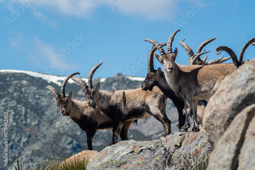 Herd of Spanish ibex (Capra pyrenaica) with snowy mountains in the background © Jonatan