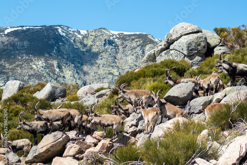 Herd of Spanish ibex (Capra pyrenaica) with snowy mountains in the background