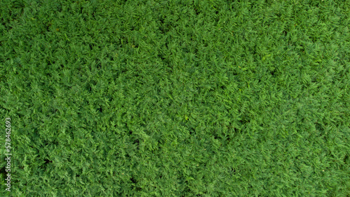 Fond de fougères verte survolé par un drone. Champ végétal de couleur verte ressemblant à un fond vert texturé