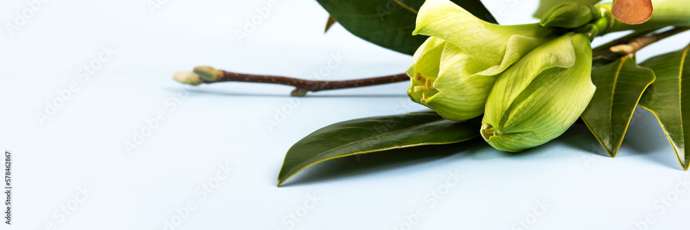 Obraz premium Stylish spring bouquet with branches and leaves of magnolia and amaryllis. Spring flower arrangement, greeting card for mother's day, Valentine's Day, birthday. Hello spring. Banner