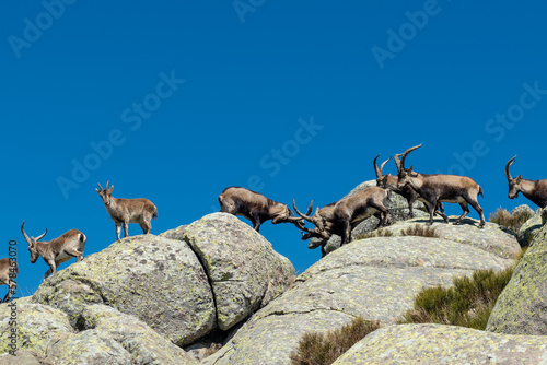Herd of Spanish ibex (Capra pyrenaica) at rocky mountains
