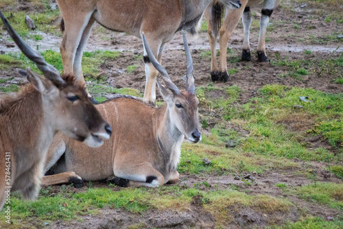 Common eland antelope multiple single close up background africa