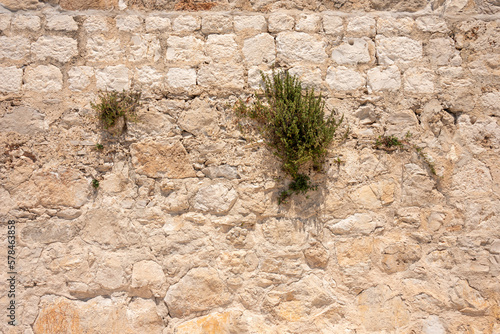 Green plants on the old stone wall. 