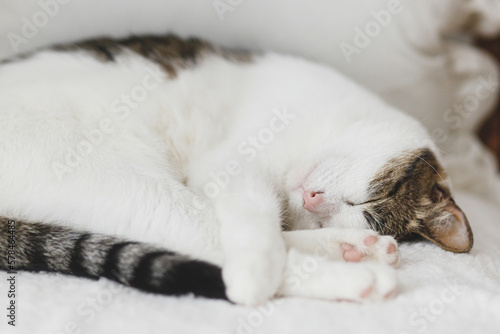 Adorable cat sleeping on cozy white chair. Comfortable home and adopted animal concept. Portrait of cute kitty napping on couch in home, hugging with paws © sonyachny