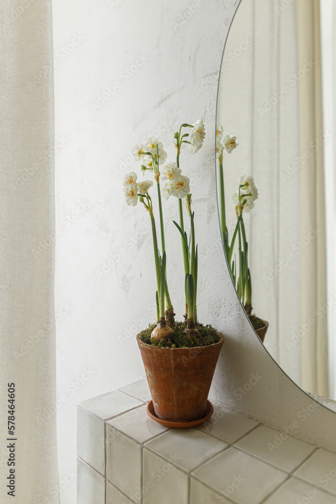 Beautiful daffodils growing in rustic pot on background of modern bathroom wall. Stylish floral home decor, bathroom interior design. Spring flowers in clay pot