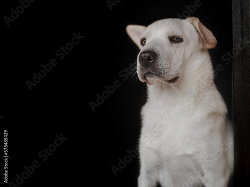 Fototapeta Naklejka Na Ścianę i Meble -  white dog portrait