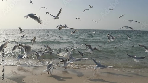 Slow Motion. A flock of seagulls feeding in the sea coast.