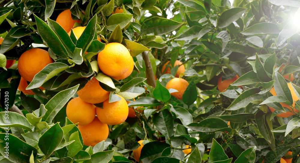 Fresh ripe oranges hanging on an orange tree branch. Orchard,tropical fruits harvest concept for design with copy space.Selective focus.